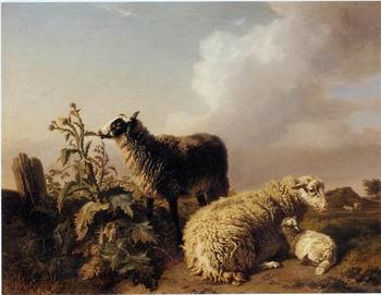 Sheep 150